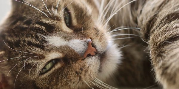 大学生通过兼职猫平台找到同城校园周边兼职工作，宿舍内用手机操作，轻松愉快